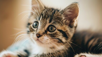 Cute tabby kitten portrait Newborn cat domestic pet concept