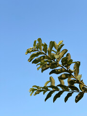 green guava leaves on blue sky background