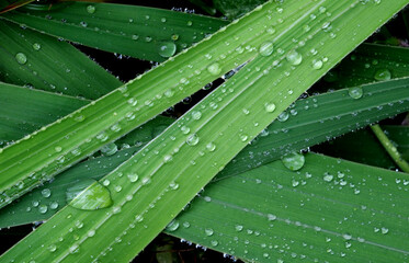 雨の日の水玉の付いた緑の葉