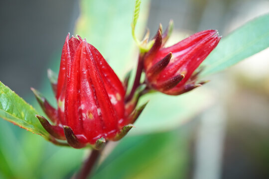 Close up photo of Red Roselle fruit and flower (Jamaica sorrel, Rozelle or hibiscus sabdariffa). Concept for Herbal drinks and Alternative medicine.
