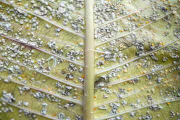 Mealy Bugs on unhealthy frangipani leaves due to pests or diseases are caused by insects, fungi, bacteria or viruses. Concept for farming, agriculture, plant cultivation, pest prevention control.