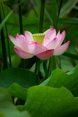 Fototapeta premium pink lotus flower