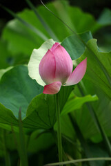 pink lotus bud