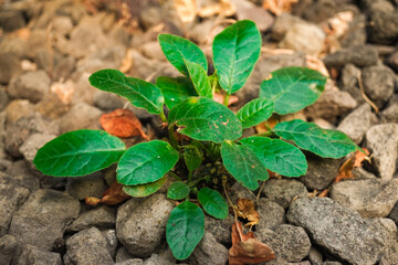 Wild Dorstenia Foetida plants that grow wild on rocky soil. Dorstenia is a popular ornamental succulent plant favored by desert plant enthusiasts.