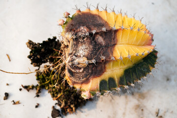 A cactus plant in the garden that is rotting due to an infection by fungi, viruses or pathogenic bacteria.
