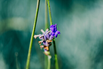 flowers in the garden