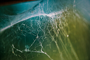 spider web with dew drops