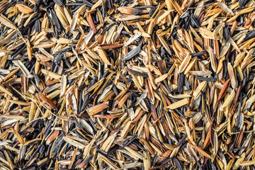 A spread of rice husks during the process of making rice husk charcoal to be used as a growing medium.