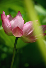 Naklejka premium pink lotus flower