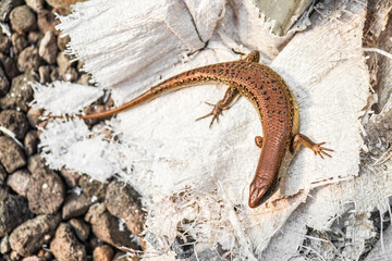 Close up photo of Brown indian sun skink sunbathing on a rock. Common garden lizard laid on the rocky ground. Concept for World Animal Day.