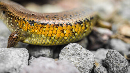 Close up photo of Brown indian sun skink scales pattern. Common garden lizard laid on the rocky ground. Concept for World Animal Day.
