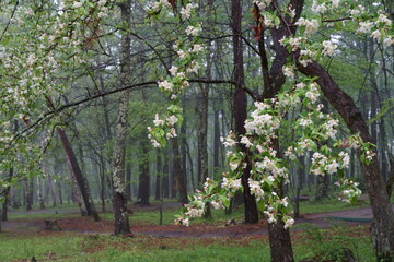 初夏の雨に霞む林の中でズミが花を咲かせている