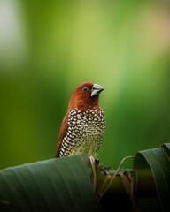 Scaly-breasted Munia