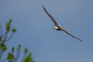 Bald Eagle inflight