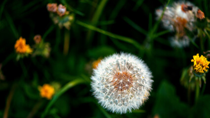 dandelion in the grass