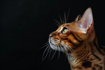 Mystic portrait of Bengal cat, copy space on right side, Headshot, Close-up View isolated on black background