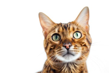 Obraz premium Mystic portrait of Bengal cat, copy space on right side, Headshot, Close-up View isolated on white background