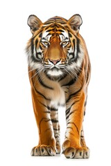 Fototapeta premium Mystic portrait of Bengal, full body View isolated on white background