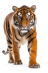 Obraz premium Mystic portrait of Bengal, full body View isolated on white background