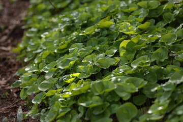 朝陽に照らされ葉が輝く白樺山のマイズルソウ