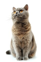 Obraz premium Mystic portrait of British Shorthair Cat, full body View isolated on white background