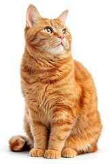 Obraz premium Mystic portrait of Manx Cat, full body View isolated on white background