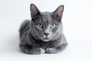 Mystic portrait of Russian Blue cat, full body shot, full body View isolated on white background
