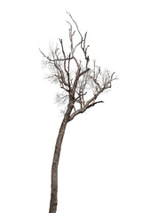 isolated death tree on white background
