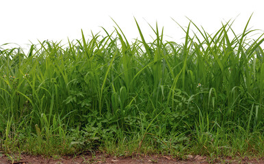 Fototapeta premium Isolated green grass growing on soil a white background