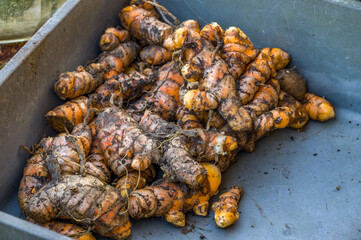 Turmeric root