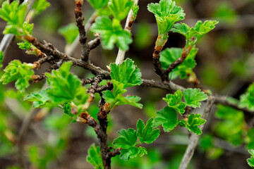 Early spring green currants on branches close-up