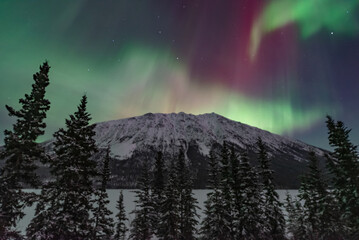 Northern lights aurora seen outside of Whitehorse in Yukon Territory, Canada during winter time with snow covered landscape