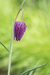 Closeup of dark maroon flower with white checkerboard pattern growing in a spring garden, portrait of a Checkered Lily, or Fritillaria Meleagris, blooming
