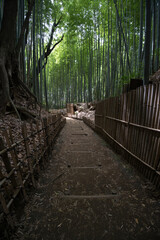 Obraz premium Samurai's Old Path 