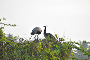 great blue heron ardea cinerea