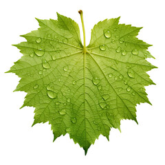 Fototapeta premium Mint Leaf With Waterdrops Isolated on Transparent Background, Close-up of raindrops on leaf