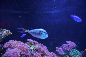 Underwater marine sea life coral reef and fish