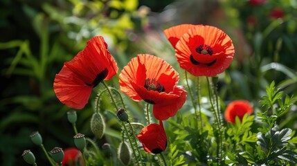 Fototapeta premium Red poppies blooming during spring