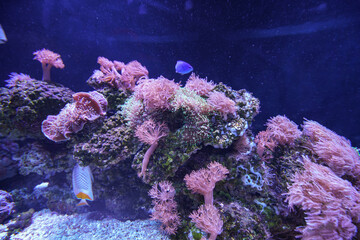 Underwater marine sea life coral reef and fish