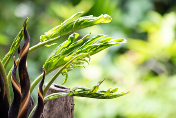 Lasia spinosa flowers and green leaves on natural background.