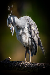 Grey Heron Ardea Cinerea on a branch.