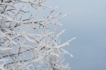 Frost covered branches against a dull blue winter sky