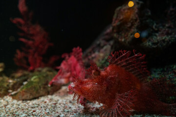 Underwater marine sea life coral reef and fish