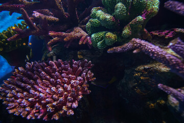 Underwater marine sea life coral reef and fish