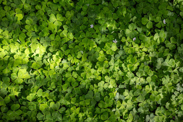 Sun dappled field of shamrocks, oxalis, growing in a shaded forest floor, as a lucky St....