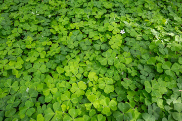 Sun dappled field of shamrocks, oxalis, growing in a shaded forest floor, as a lucky St. Patrick’s Day nature background
