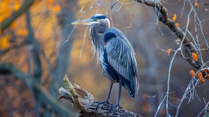 A magnificent blue heron rested on a dry tree at Bombay Hook National Wildlife Refuge in Kent County Delaware