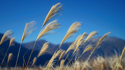 Obraz premium wheat field against sky