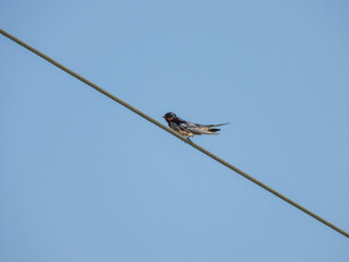 Barn swallow perched on a power line in Lake Apopka, Florida