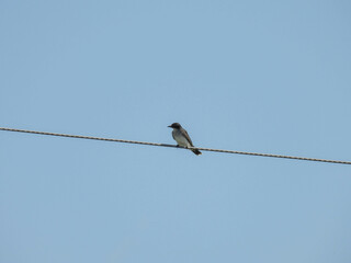 Barn swallow perched on a power line in Lake Apopka, Florida